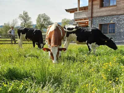 Tiere in der Ferienwohnung oder in der Nähe