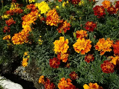 Ein Garten an der Unterkunft Appartment Elfi