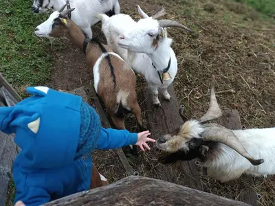 Tiere in der Ferienwohnung oder in der Nähe