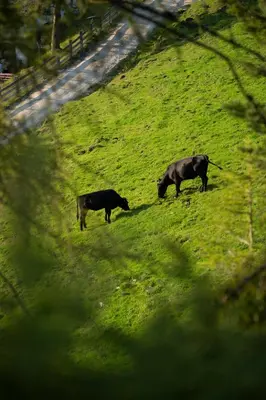 Tiere im Bed & Breakfast oder in der Nähe