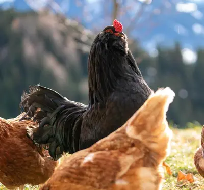 Tiere in diesem Bauernhof oder in der Nähe