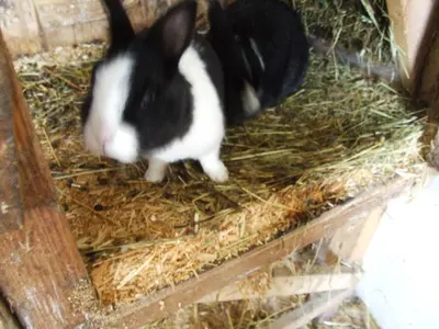 Tiere in der Ferienwohnung oder in der Nähe