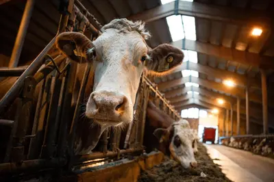 Tiere in diesem Bauernhof oder in der Nähe