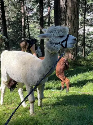 Tiere im Ferienhaus oder in der Nähe