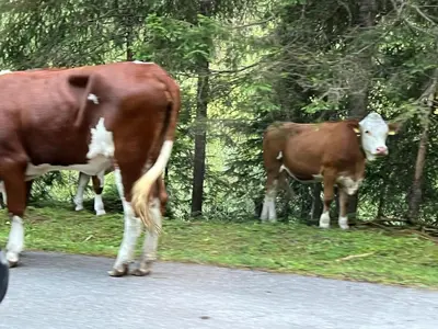 Tiere im Ferienhaus oder in der Nähe