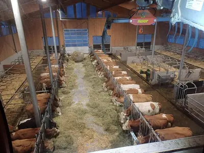 Tiere in diesem Bauernhof oder in der Nähe