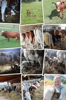 Tiere in der Ferienwohnung oder in der Nähe