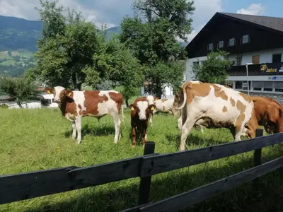 Tiere in der Ferienwohnung oder in der Nähe