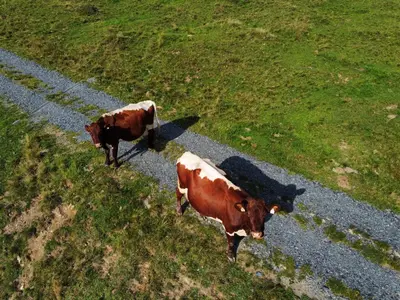 Tiere in der Ferienwohnung oder in der Nähe