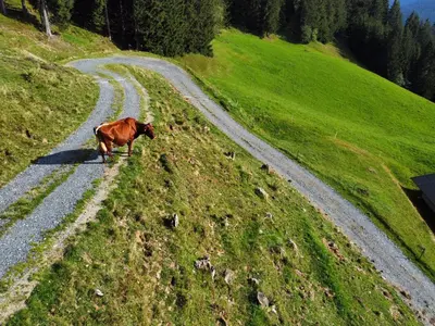 Tiere in der Ferienwohnung oder in der Nähe