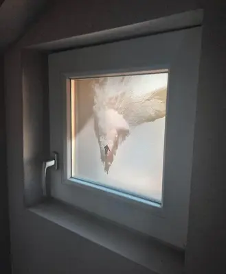 Grundriss der Unterkunft Resi's Kitz Lodge
