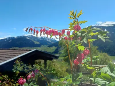 Ein allgemeiner Bergblick oder ein Berglick von des Bauernhofs aus