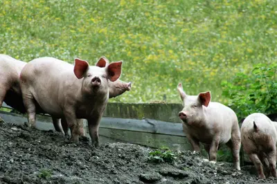 Tiere in diesem Bauernhof oder in der Nähe
