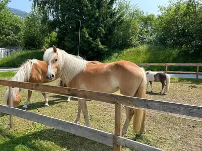 Tiere im Ferienhaus oder in der Nähe