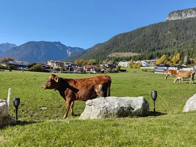 Tiere in der Ferienwohnung oder in der Nähe