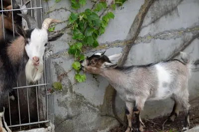 Tiere im Ferienhaus oder in der Nähe