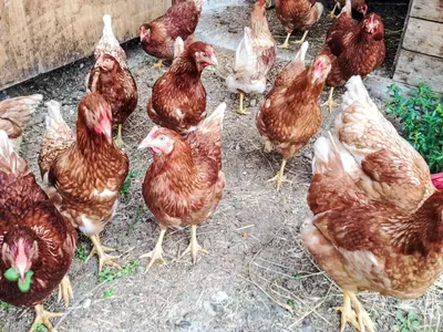 Tiere in der Ferienwohnung oder in der Nähe