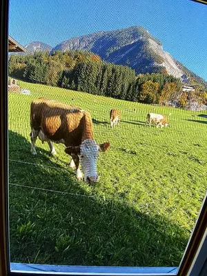 Tiere in der Ferienwohnung oder in der Nähe
