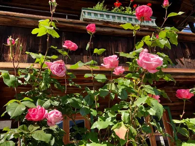 Ein Garten an der Unterkunft MyApart 1709