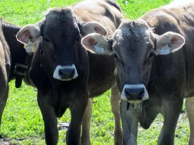 Tiere im Ferienhaus oder in der Nähe