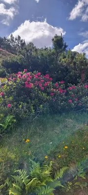 Ein Garten an der Unterkunft Salvenblick