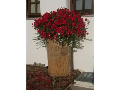 Ein Garten an der Unterkunft Oberschernthann App 1