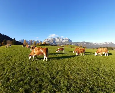 Tiere in diesem Bauernhof oder in der Nähe