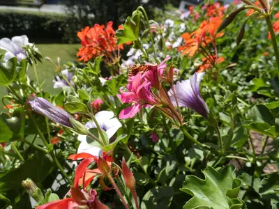 Ein Garten an der Unterkunft Familie Foidl Bairerbauer