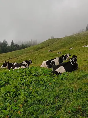 Tiere in der Ferienwohnung oder in der Nähe