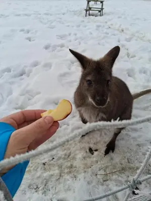 Tiere in der Ferienwohnung oder in der Nähe