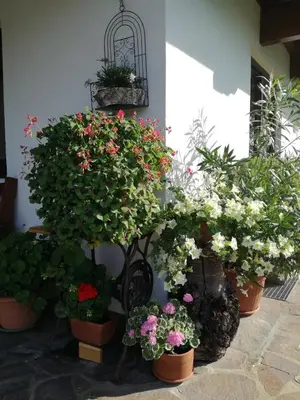 Ein Garten an der Unterkunft Haus Johanna