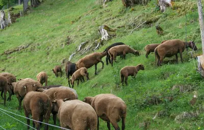 Tiere in der Ferienwohnung oder in der Nähe