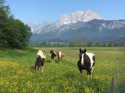 Grundriss der Unterkunft Pension Lacknerhof
