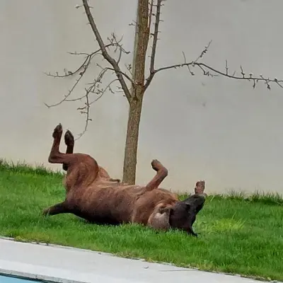 Tiere im Ferienhaus oder in der Nähe