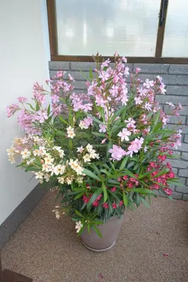 Ein Garten an der Unterkunft Ferienhaus Raffeiner