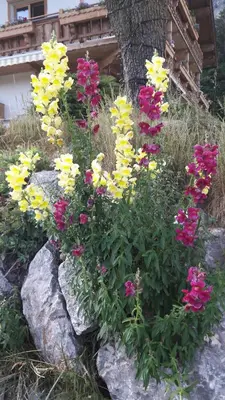 Ein Garten an der Unterkunft Ferienwohnung Maurerhof