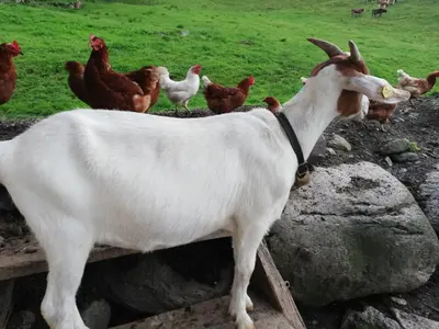 Tiere in der Ferienwohnung oder in der Nähe