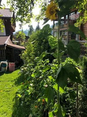Grundriss der Unterkunft Gästehaus Lackner