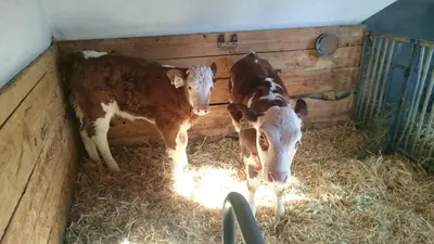 Tiere in der Ferienwohnung oder in der Nähe