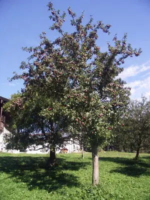Ein Garten an der Unterkunft Apartment Bauernhof Thurnummerstall