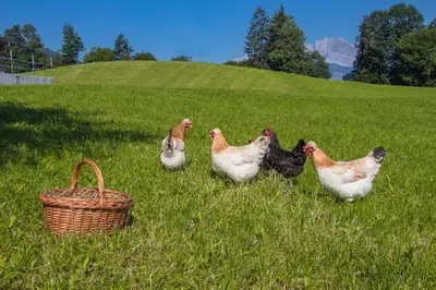 Tiere in diesem Bauernhof oder in der Nähe
