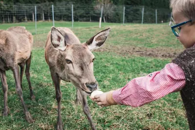 Tiere in der Ferienwohnung oder in der Nähe
