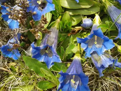 Ein Garten an der Unterkunft Erika Sporer