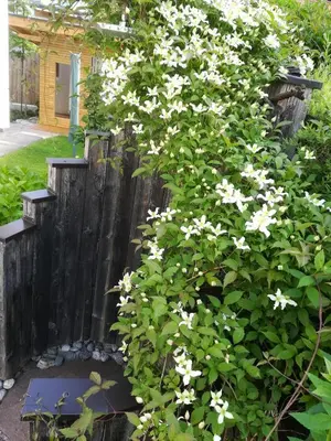 Ein Garten an der Unterkunft Apartment Martina
