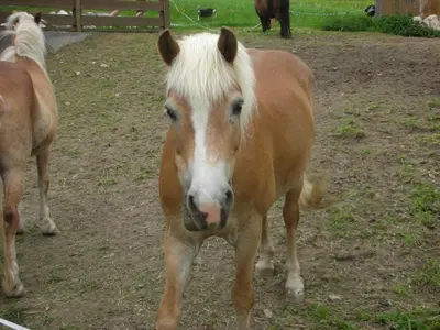 Tiere in diesem Bauernhof oder in der Nähe
