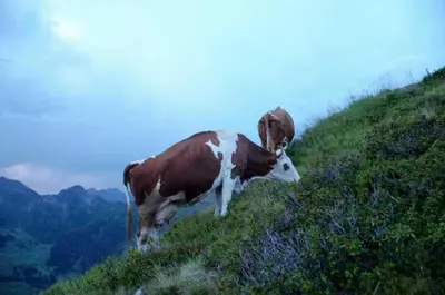 Tiere in der Ferienwohnung oder in der Nähe