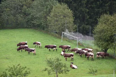 Tiere in der Pension oder in der Nähe