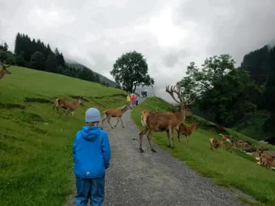 Tiere in der Ferienwohnung oder in der Nähe