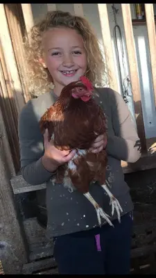 Tiere in diesem Bauernhof oder in der Nähe