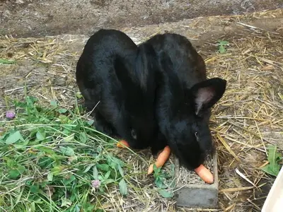 Tiere in der Ferienwohnung oder in der Nähe